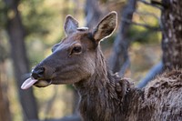 Elk cow, Mammoth Hot Springs. Original public domain image from Flickr