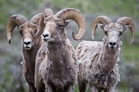 Trio of bighorn rams, Lamar Valley. Original public domain image from Flickr