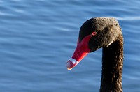 The black swan (Cygnus atratus) is a large waterbird, a species of swan, which breeds mainly in the southeast and southwest regions of Australia. The species was hunted to extinction in New Zealand, but later reintroduced. Within Australia they are nomadic, with erratic migration patterns dependent upon climatic conditions. Black swans are large birds with mostly black plumage and red bills. They are monogamous breeders that share incubation duties and cygnet rearing between the sexes. Original public domain image from Flickr