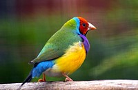 Gouldian Finch on tree branch. Original public domain image from Flickr