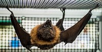 A Rodrigues bat (golden flying fox) is one of four of bats on display by Organization for Bat Conservation during the U.S. Department of Agriculture’s (USDA) Pollinator Week Festival at USDA’s Farmers Market in Washington, D.C. on Friday, Jun. 19, 2015.