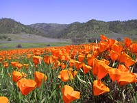 This secluded, hilly expanse of oak woodlands, grasslands, and chaparral is a combination of over 70,000 acres of BLM managed lands and 4,700 acres of State and County lands.