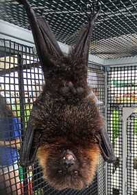 A Rodrigues bat (golden flying fox) is one of four of bats on display by Organization for Bat Conservation during the U.S. Department of Agriculture’s (USDA) Pollinator Week Festival at USDA’s Farmers Market in Washington, D.C. on Friday, Jun. 19, 2015.