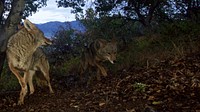 Griffith Park Coyotes. Our biologist recently set a motion-triggered camera on one of P-22's deer kills. P-22 didn't return, but it was interesting to see who showed up to feed on his leftovers. Two bobcats and two coyotes finished off the meal. Healthy-looking coyotes!. Original public domain image from Flickr