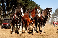 The Counrty Show.The Clydesdale is a breed of draught horse derived from the farm horses of Clydesdale, Scotland, and named after that region. Although originally one of the smaller breeds of draught horses, it is now a tall breed. Original public domain image from Flickr