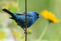 Indigo Bunting on tree branch. Original public domain image from Flickr