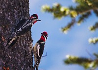 Red-naped Sapsuckers. Original public domain image from Flickr