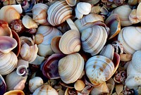 Countless seashells on the beach. Original public domain image from Flickr