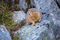 Arctic Ground Squirrel - Spermophilus parryiiNPS / Jacob W. Frank. Original public domain image from Flickr