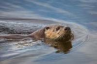 River otter, Swan Lake area. Original public domain image from Flickr