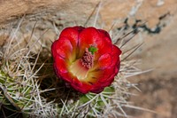 Brins Mesa No. 119. Cactus blooming along the trail.  Original public domain image from Flickr.