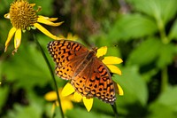 Barbershop Trail No. 91.Variegated Fritillary.Credit: U.S. Forest Service, Coconino National Forest. Original public domain image from Flickr.