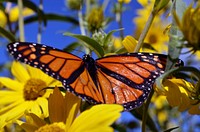 Monarch wings in detail as it rests on Maximillian's sunflower. Original public domain image from Flickr