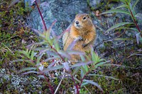 Arctic Ground Squirrel. Original public domain image from Flickr