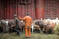 Cattle are hearded into a holding pen in the hold of a cargo ship in Mogadishu, Somalia, by the ship's crew on October 29.