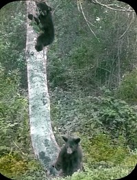 Black Bear Cubs at Big 4 Inn, Mt. Baker NF, WAMt. Baker-Snoqualmie National Forest Historic Photo. Original public domain image from Flickr