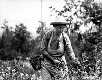 Huckleberry Picker, Columbia NF, WA 1933. Original public domain image from Flickr