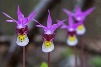 Fairy Slippers - Calypso bulbosa. Original public domain image from Flickr