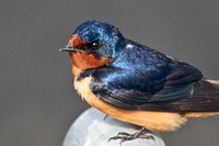 Barn swallow. Original public domain image from Flickr