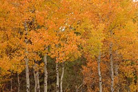 at Rocky PointFremont-Winema National Forest. Original public domain image from Flickr