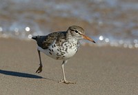 Spotted sandpiper. Spotted sandpiper on Tawas State Park, Michigan. Original public domain image from Flickr