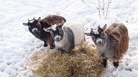 Little goats in the snow. Original public domain image from Flickr