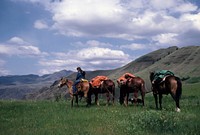 Woman Leading Pack String in Hells Canyon Wilderness, Wallowa Whitman National ForestWoman leading Horse Packing String in the Hells Canyon Wilderness on the Wallowa Whitman National Forest in North Eastern Oregon. Original public domain image from Flickr