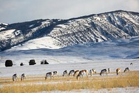 Pronghorn, Gardiner Basin, USA. Original public domain image from Flickr