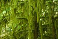 Moss Covered Tree, Willamette National Forest. Original public domain image from Flickr