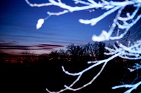 Forest at night.