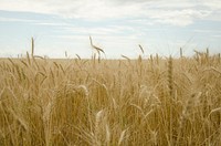 Winter wheat field background. Original public domain image from Flickr