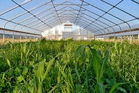 Eight-species cover crop cocktail mix grows in a high tunnel. July 2012. Lake County. Original public domain image from Flickr