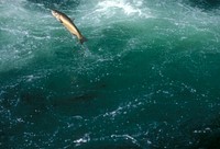 STEELHEAD JUMPING_UMPQUAAdult Steelhead Jumping in River on the Umpqua National Forest. Original public domain image from Flickr