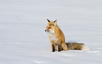 Red fox sitting on snow. Original public domain image from Flickr