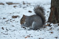 Gray Squirrel feeding in snow. Original public domain image from Flickr