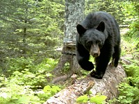 A Black Bear Lumbers Down a LogThanks to our friends at Cascades Carnivore Project for this photo. Original public domain image from Flickr