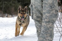 U.S. Army military working dog. Original public domain image from Flickr