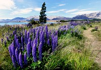 Russell Lupins in New Zealand