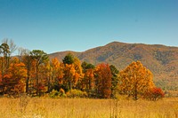 Autumn background. Original public domain image from Flickr