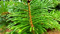 Douglas Fir with Dewdrops-OchocoDewdrops on Douglas Fir Branch in the Ochoco National Forest. Original public domain image from Flickr