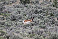 Pronghorn Antelope in Field on the Ochoco National Forest. Original public domain image from Flickr