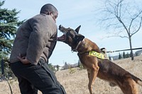 Air Force military working dog, Chase, bites Staff Sgt. Rodreques Boyd, assigned to the 673d Security Forces Squadron, during aggression training at Joint Base Elmendorf-Richardson, Alaska, April 17, 2018. The military working dog teams routinely perform this training to maintain their skills and operational readiness. Boyd is a native of Atlanta, Ga. (U.S. Air Force photo by Alejandro Peña). Original public domain image from Flickr