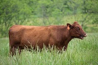 Red Devon Cattle are the main livestock at Lakota Ranch, the main site of From Service to Stewardship a two-day workshop in Remington, Va., on Friday, May 20, 2016.