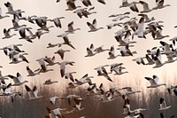Snow Geese are flying away. Original public domain image from <a href="https://www.flickr.com/photos/usfwssoutheast/26870716941/" target="_blank">Flickr</a>
