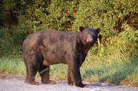 American black bear. Original public domain image from Flickr