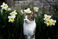 Cat in white daffodil garden. Original public domain image from Flickr