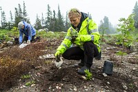 Volunteer group planting at Logan Pass 23. Original public domain image from Flickr