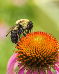 Honey bee on a coneflower. Original public domain image from Flickr