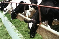 Cows eating out of feeding trough, California. Original public domain image from Flickr