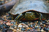 Looking for a nest site. Female painted turtles are known to return to the same nesting site every year. Original public domain image from Flickr